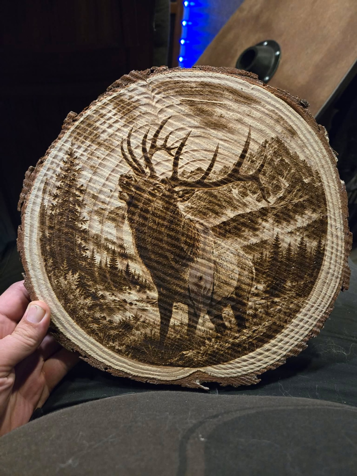 Bull elk at timberline