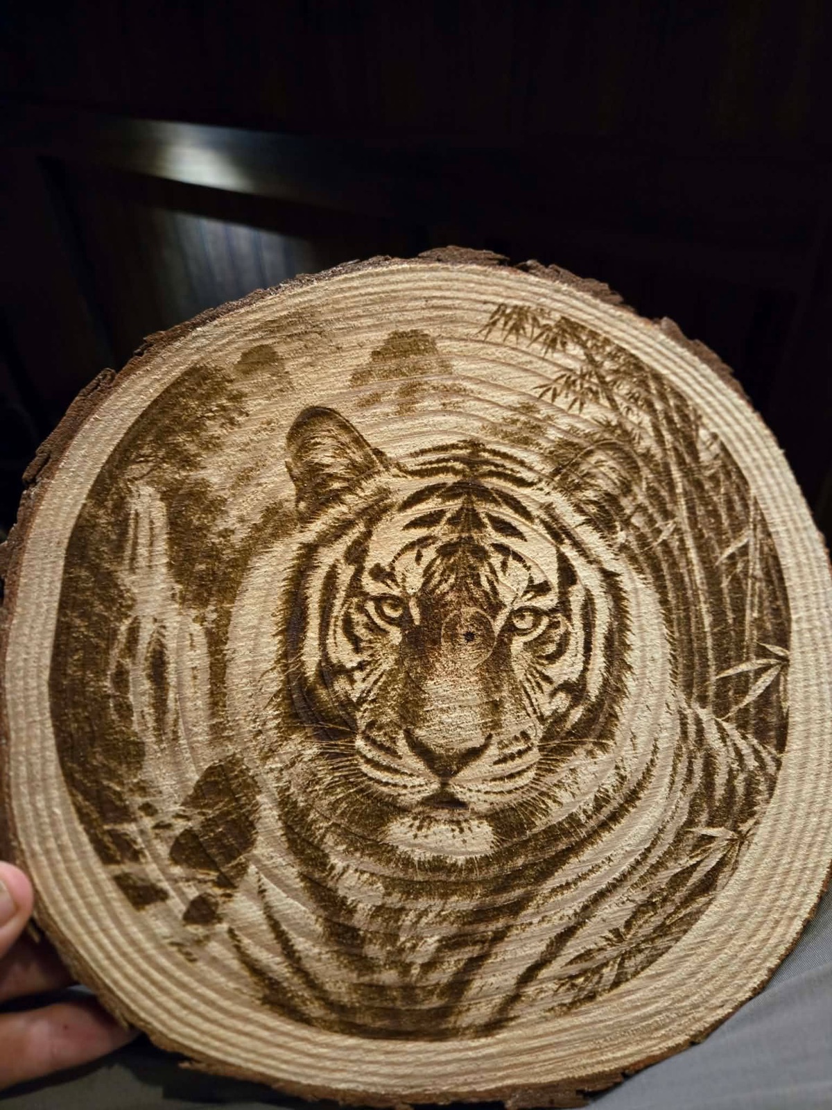 Tiger in bamboo